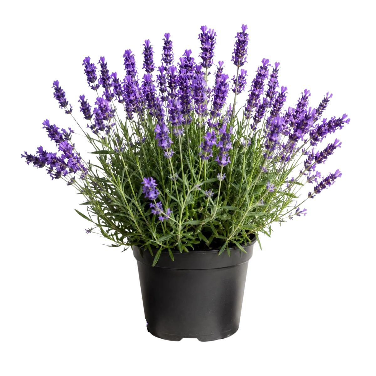 Plant Lavender Fernleaf 1G