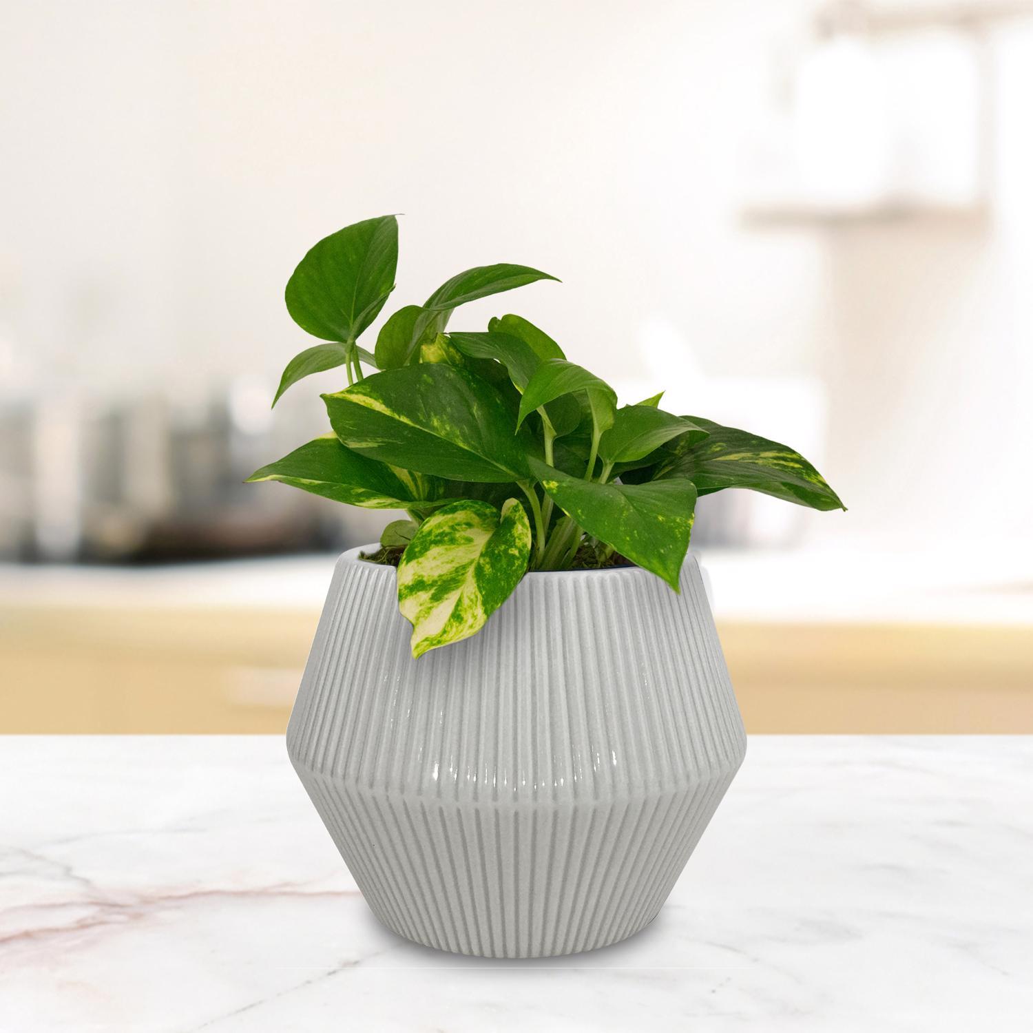 Trendspot Rena 6.5 in. H X 8 in. W X 8 in. D X 8 in. D Ceramic Planter Gray