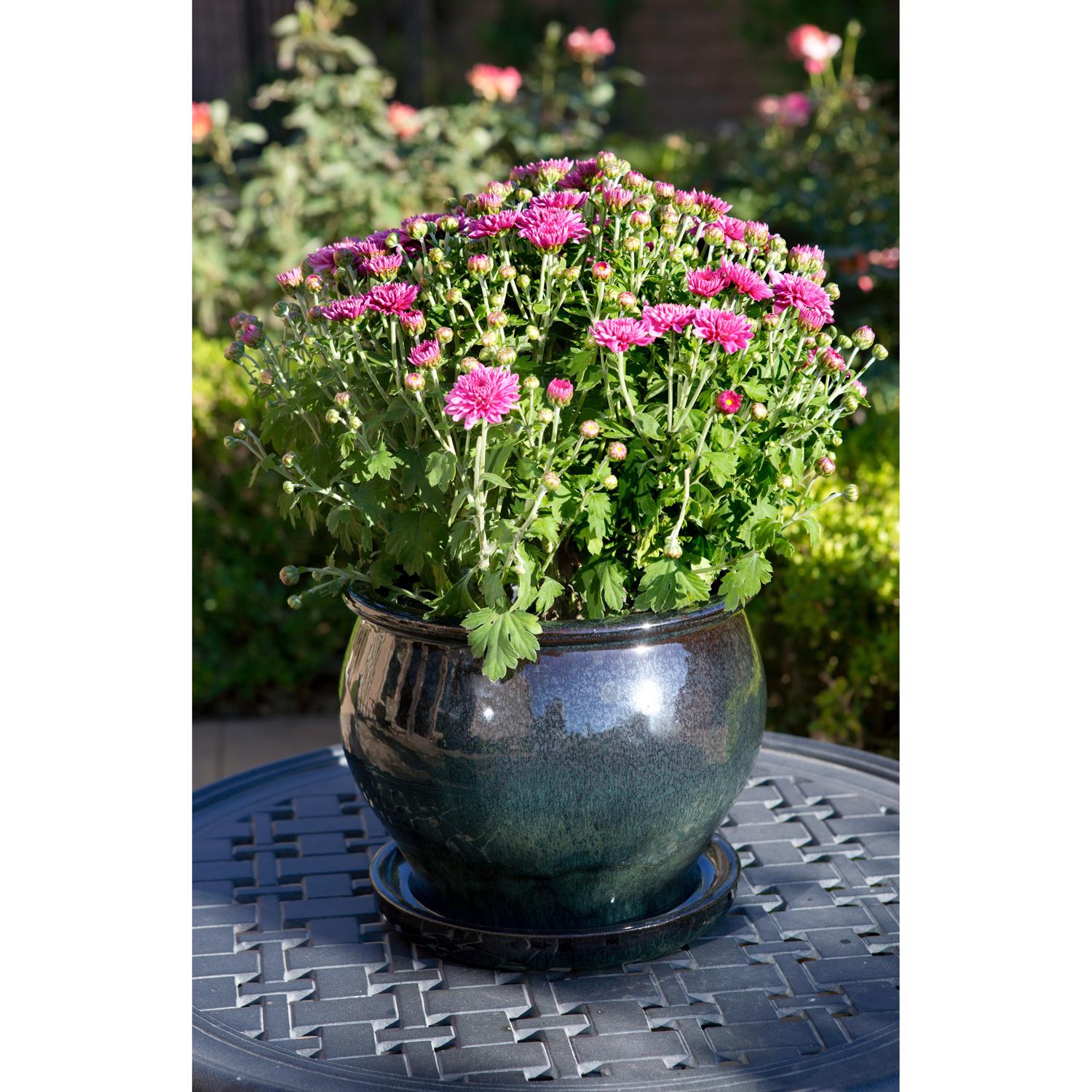 Trendspot Studio 6.3 in. H X 8 in. W X 8 in. D X 8 in. D Ceramic Planter Green