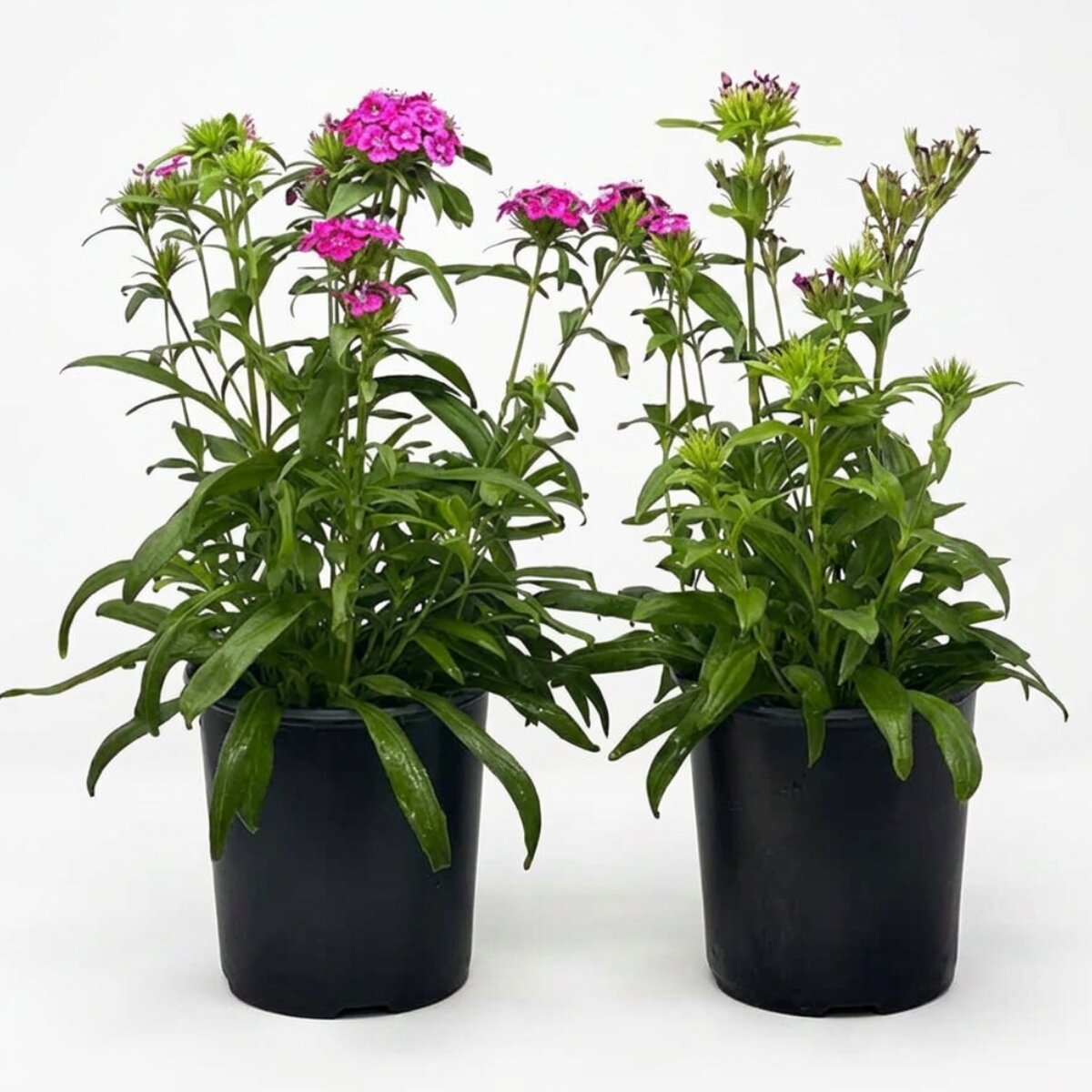 Plant Dianthus Asst. 1G
