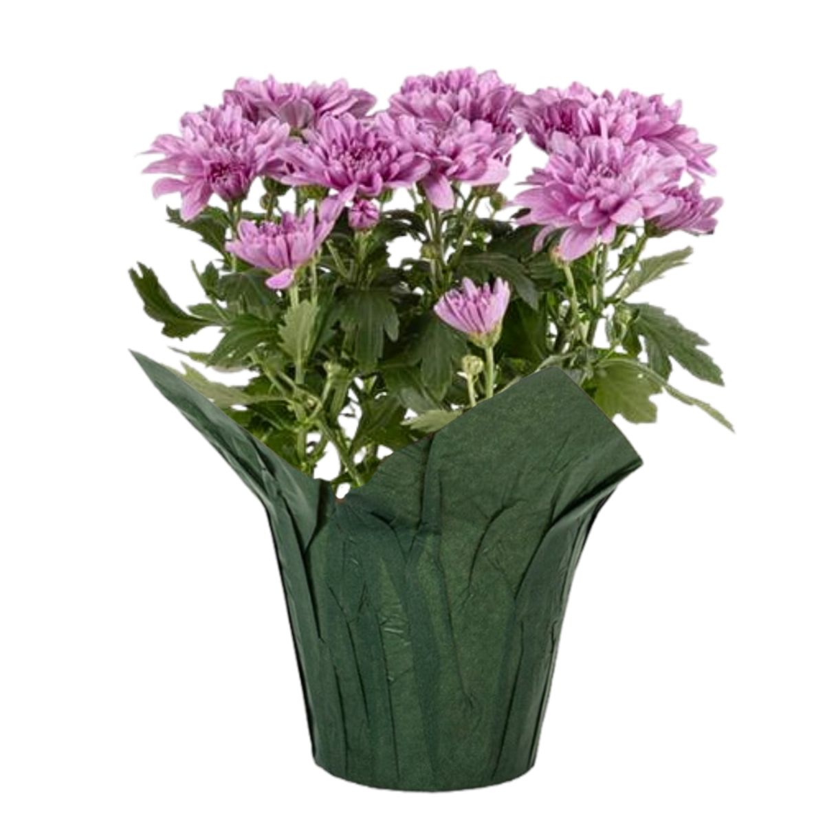 Plant Mum Asst 4.5 in.