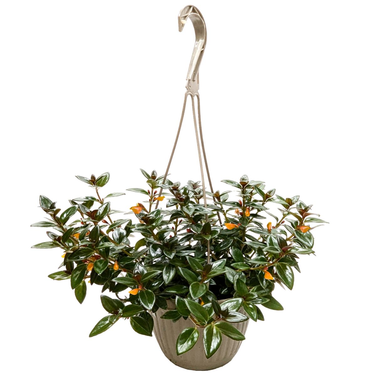 Plant HB Tropical Goldfish 6 in.