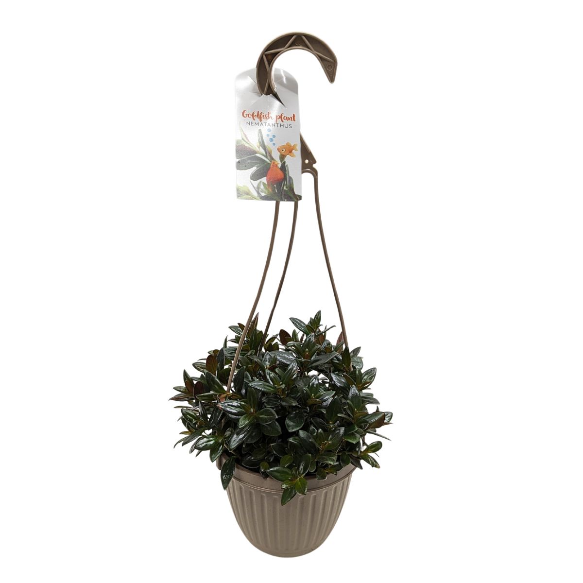 Plant HB Tropical Goldfish 6 in.