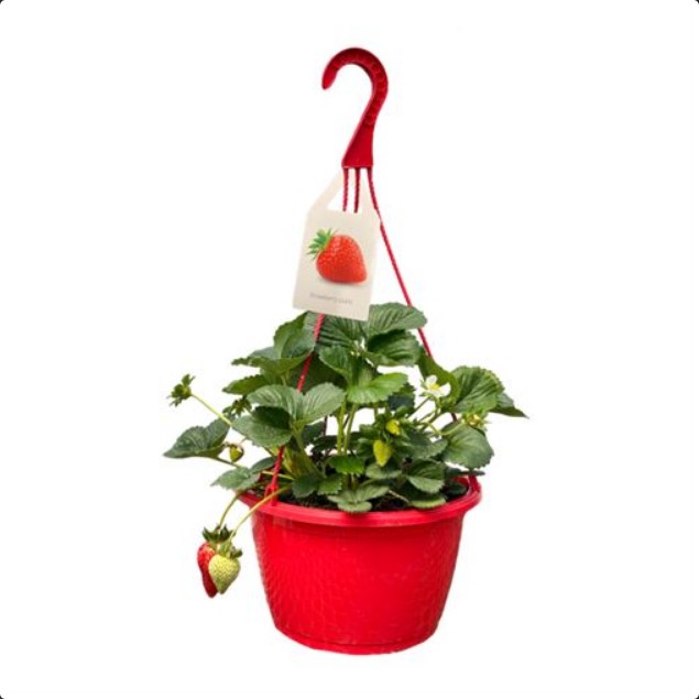 Plant HB Strawberry 10 in.