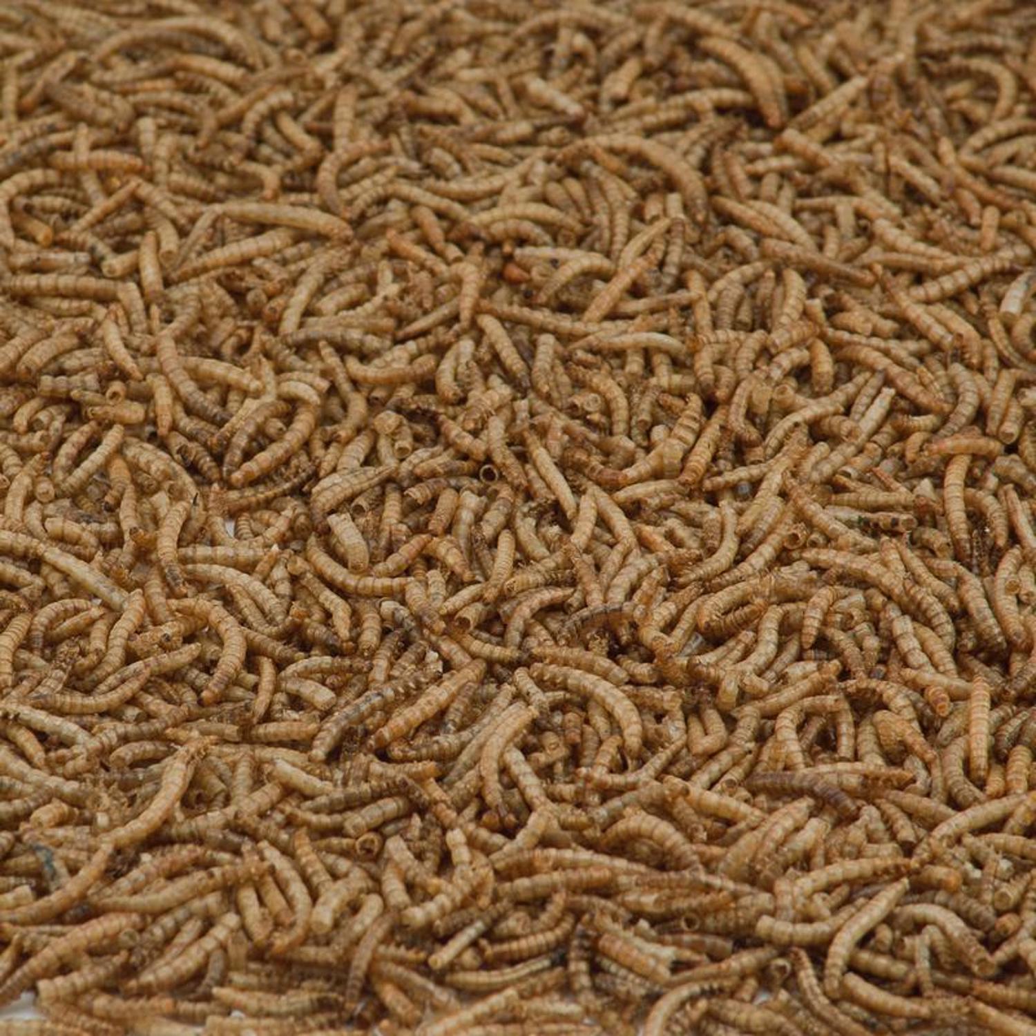 Kaytee Mealworms 7 oz