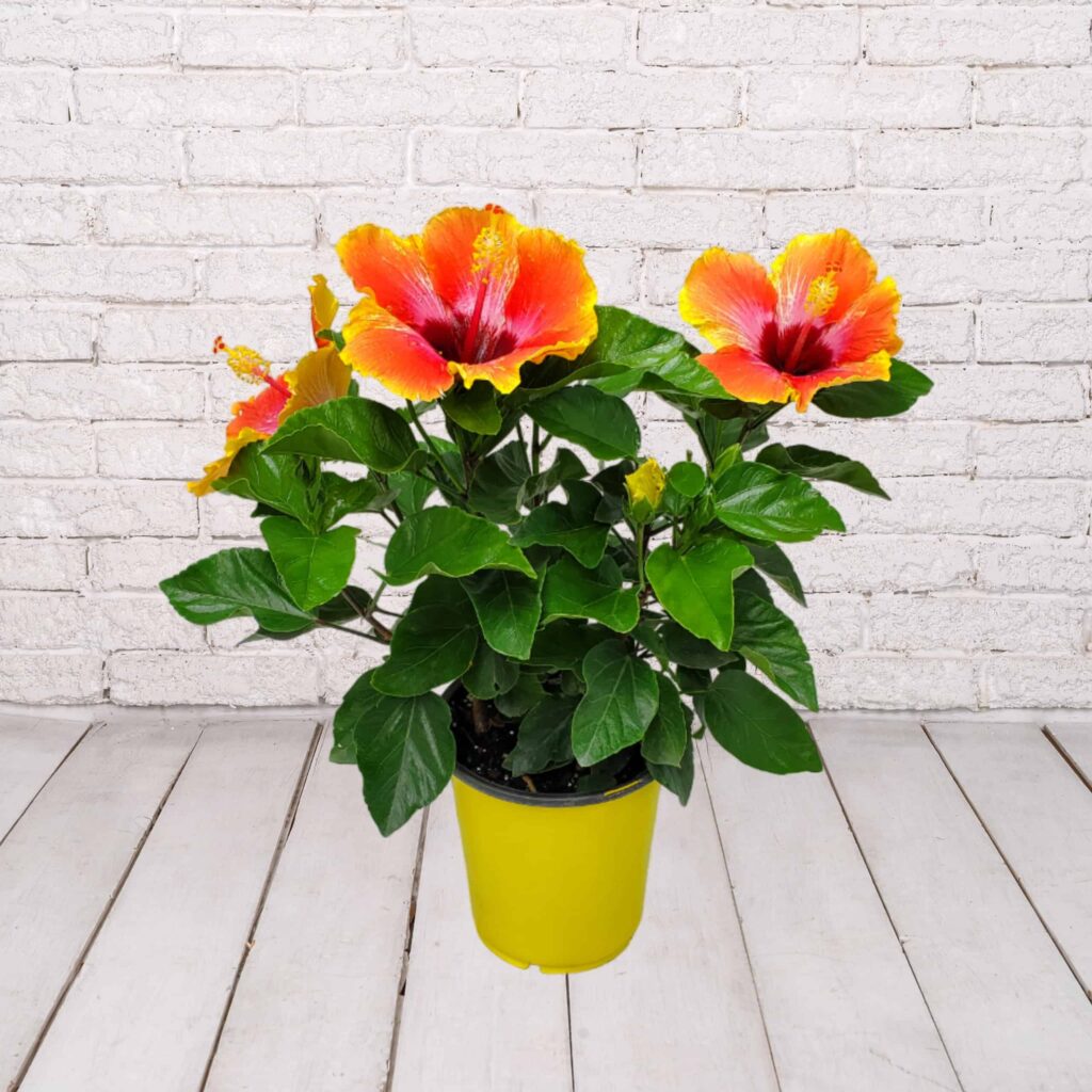 Hibiscus Dwarf Asst 6"