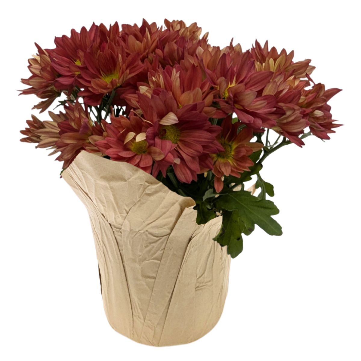 Plant Mum Asst 4.5 in.