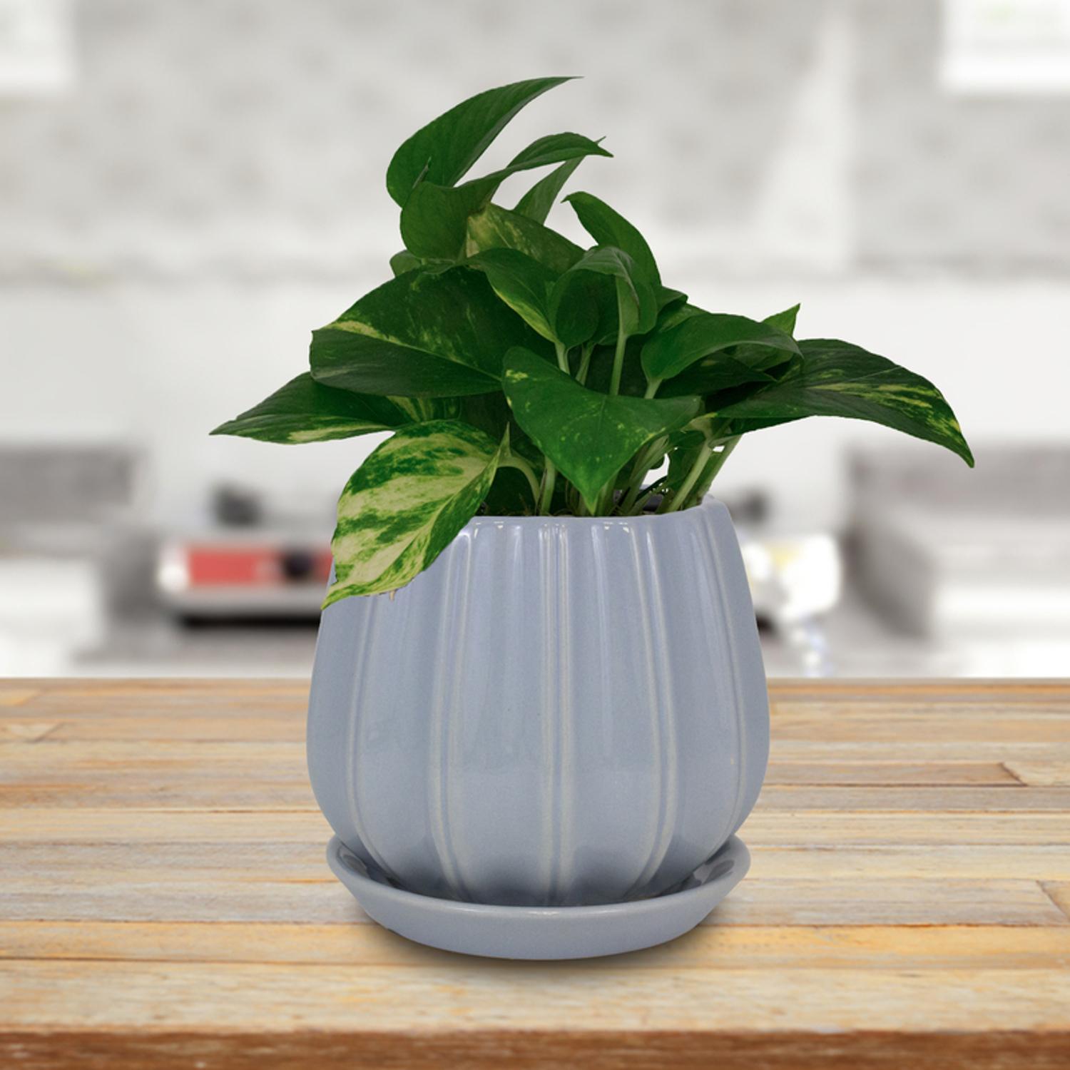 Trendspot Contour 7.28 in. H X 8 in. W X 8 in. D X 8 in. D Ceramic Planter Light Blue