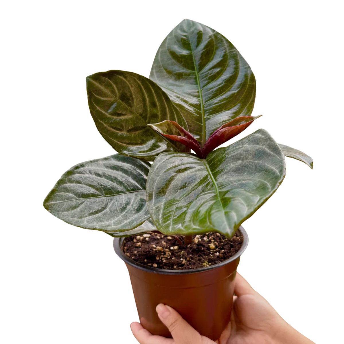 Plant Aphelandra Nova Fuego 1G