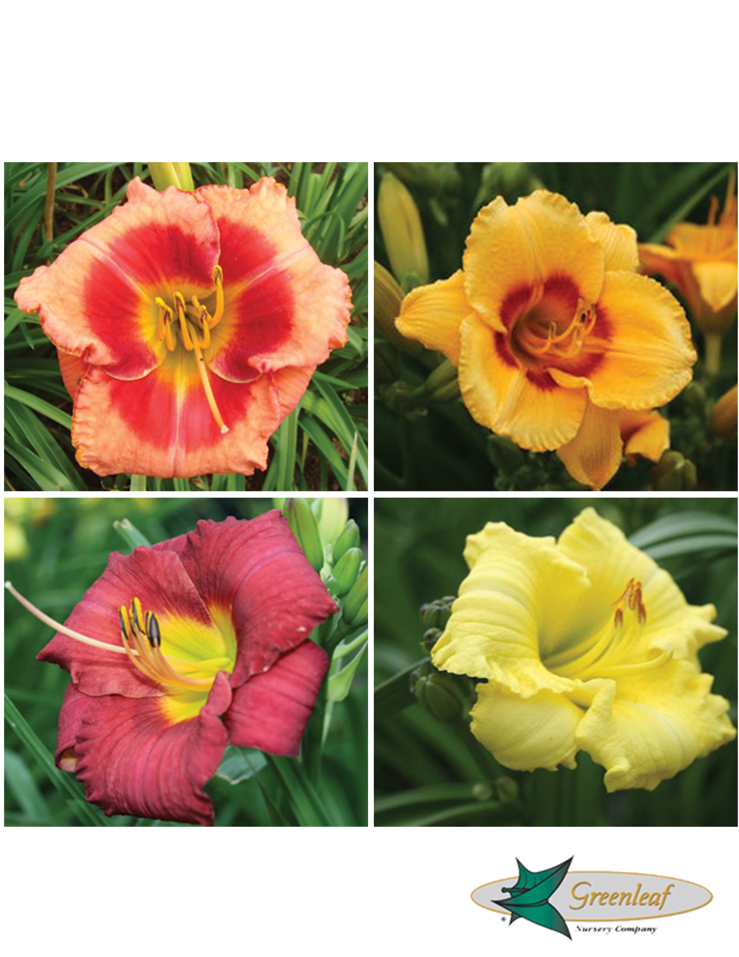 Assorted Daylillies 1 Gal.