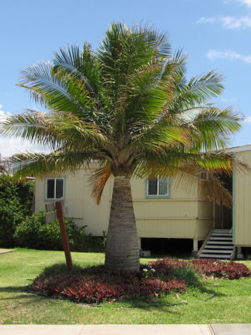 Tropical Palm 10" Pot Assorted
