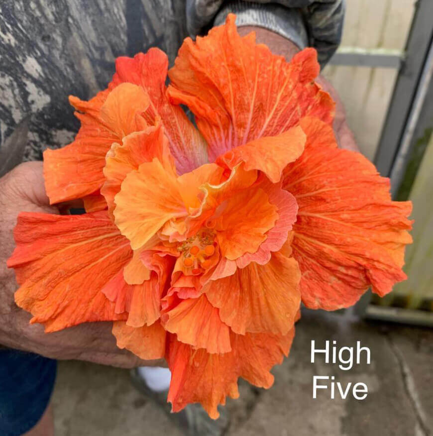 Cajun Hibiscus Plant - 1 gallon