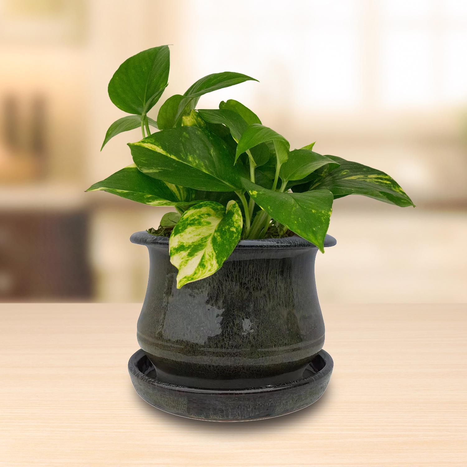 Trendspot Low Bell 5.3 in. H X 6.9 in. W X 6.9 in. D X 7 in. D Ceramic Planter Green