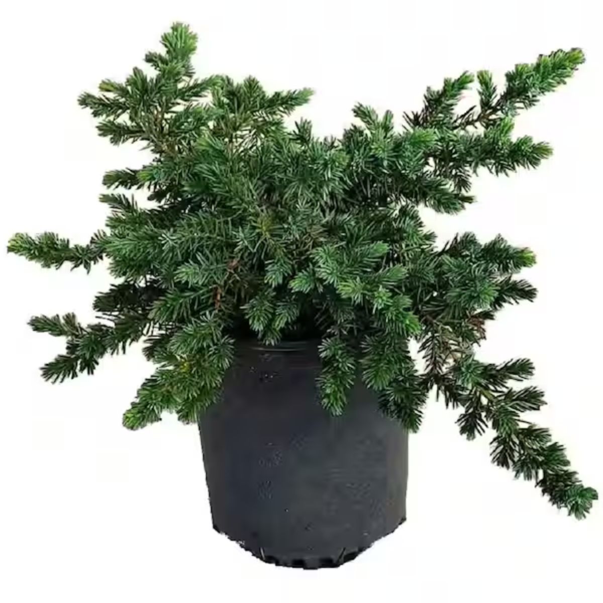 Plant Juniper Blue Pacific 3G