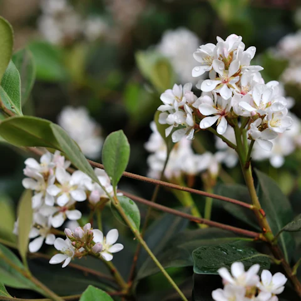Shrub Indian Hawthorn 1gal