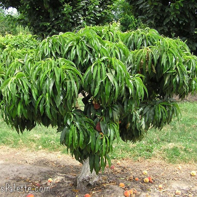 3 Gal. Tree Peach