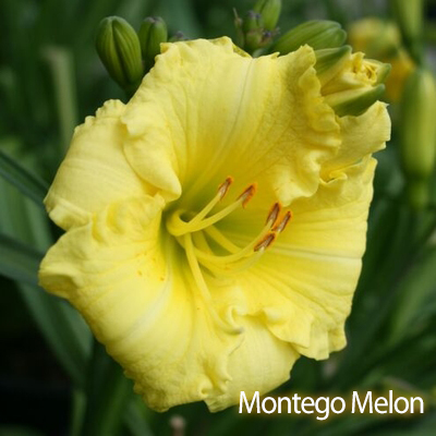Assorted Daylillies 1 Gal.