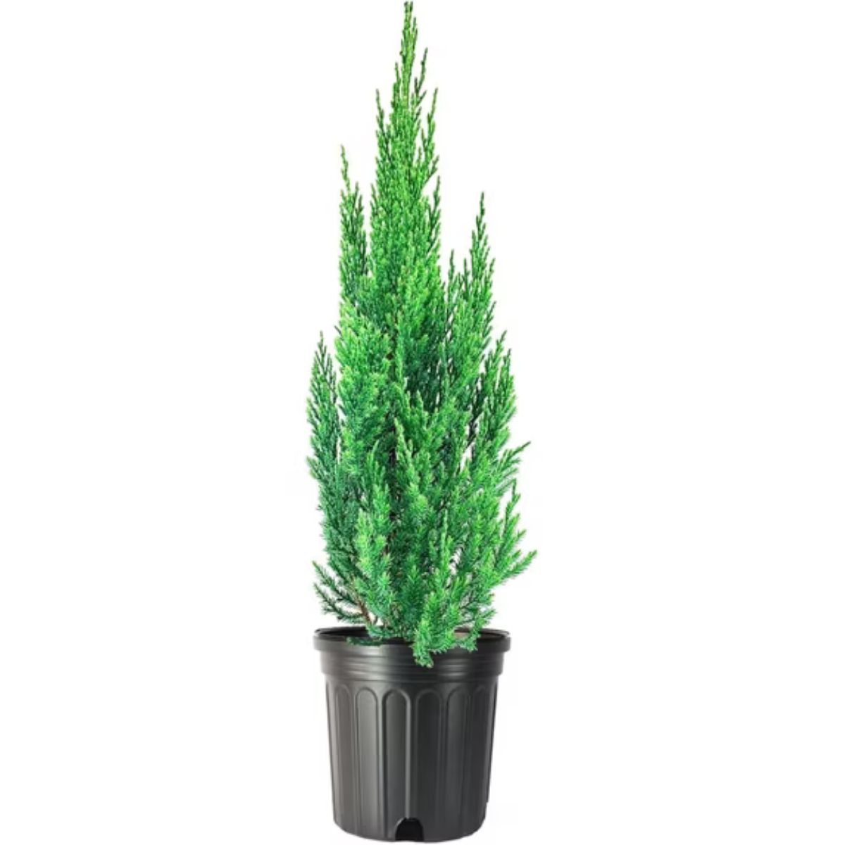 Plant Juniper Blue Point 3G