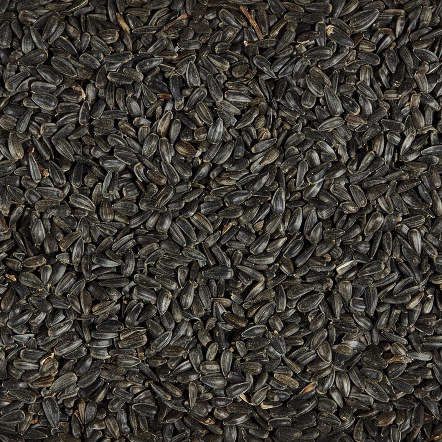 Ace Black Oil Sunflower Wild Bird Food 5 lb