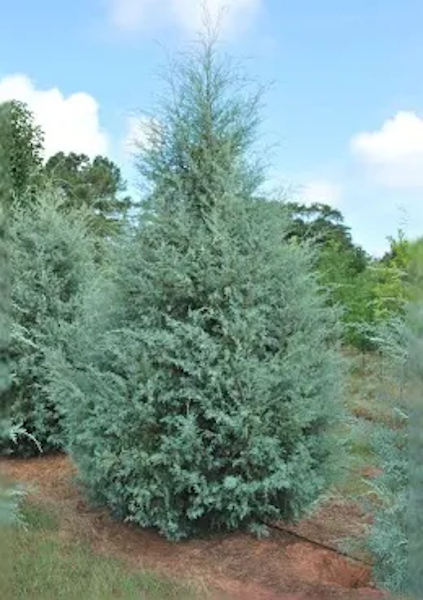 Tree Arizona Cypress Carolina