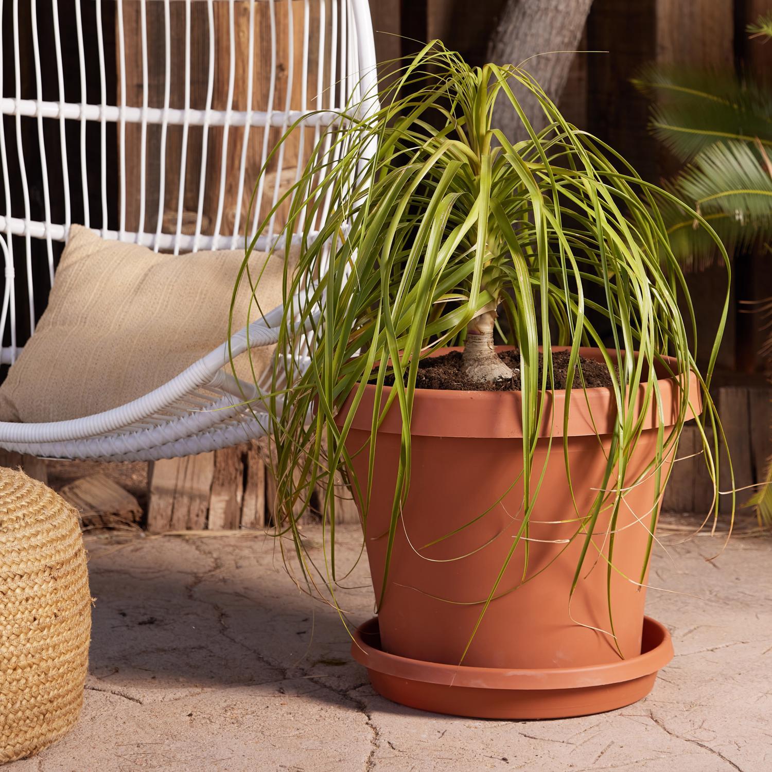Bloem Terra 17 in. H X 20.5 in. W Resin Traditional Planter Terra Cotta